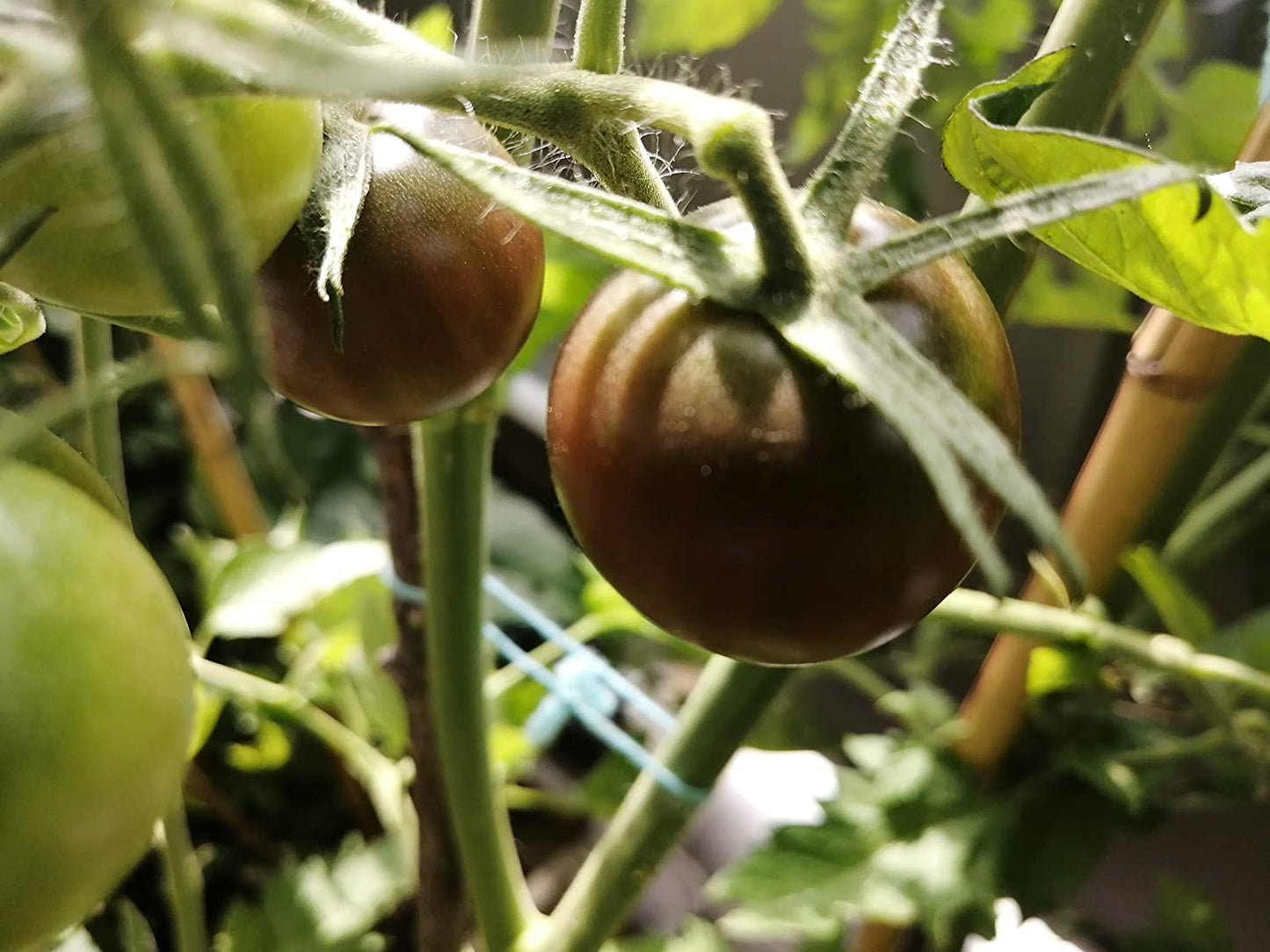 Tomate cerise noire biologique Hundredfold 50 graines - Tomate cerise Heirloom sans OGM à deux bouchées