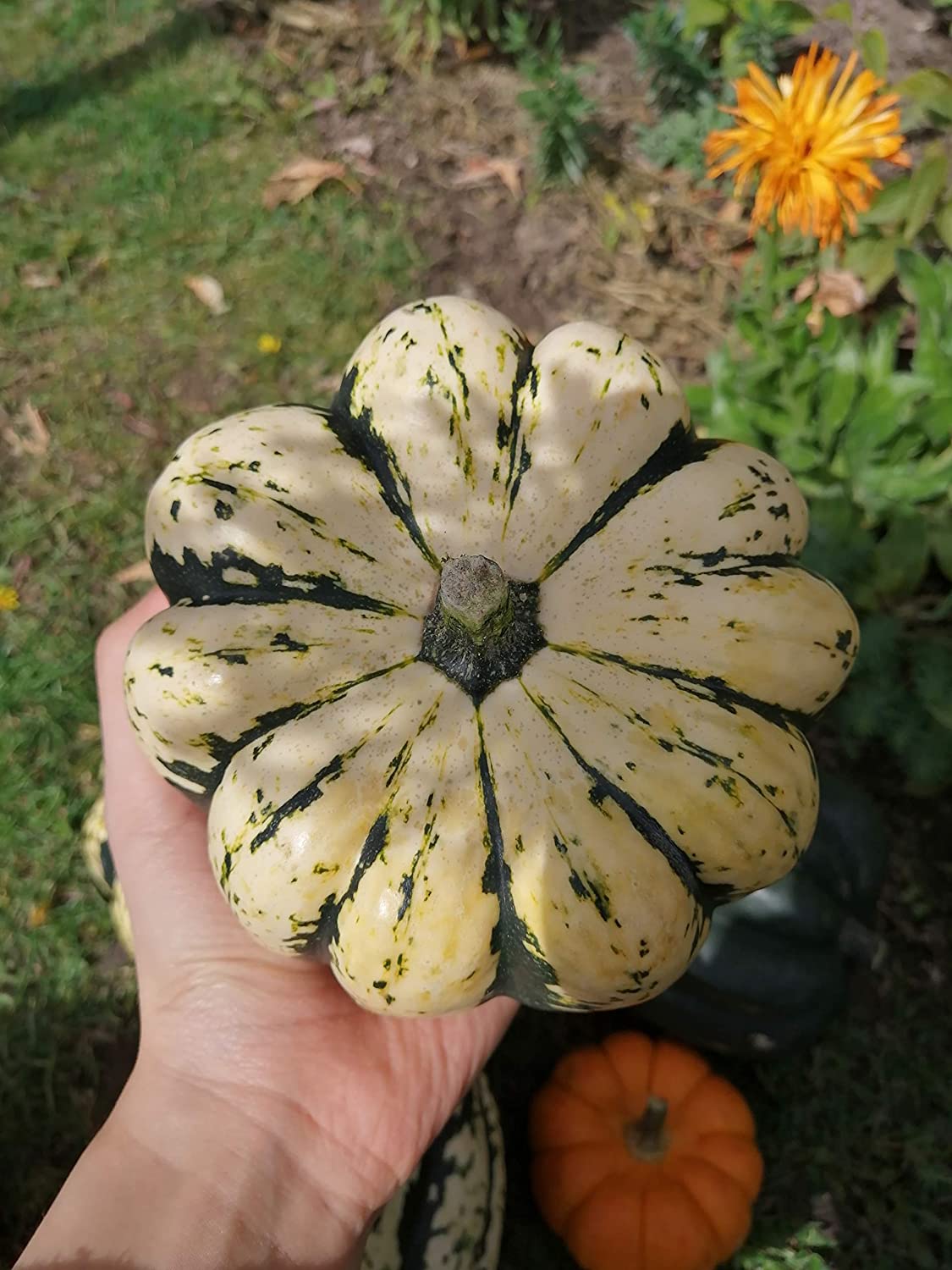 Courge d'hiver Sweet Dumpling 30 graines - Cucurbita Pepo Courge Delicata sans OGM pour la plantation dans le jardin et la cour