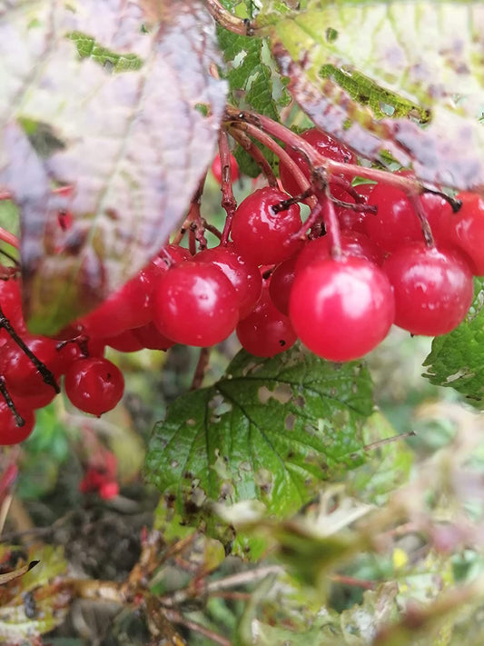 Hundredfold American Highbush Cranberry 10 Seeds - Viburnum opulus VAR. americanum North America Native Shrub, Cranberrybush