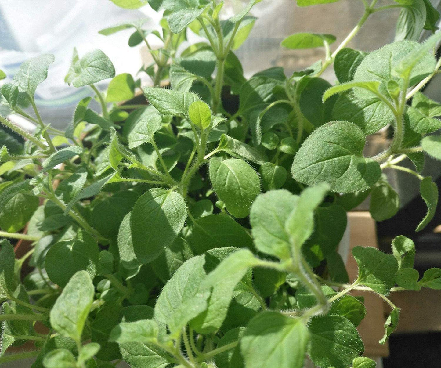 Origan Vulgare Centuple Heirloom 1000 Graines - Origanum vulgare, Herbe à Pizza Sans OGM, pour la Cuisine Italienne