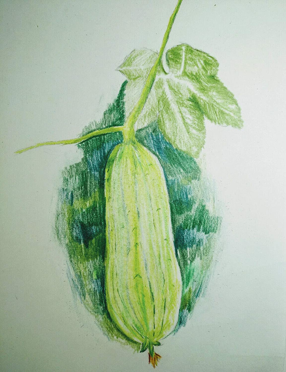 Luffa Gourd 12 graines - Luffa végétal sans OGM, Loofah, melon éponge lisse, Luffa aegyptiaca