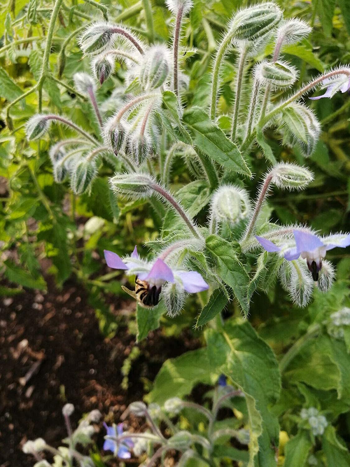 Bourrache au centuple 100 graines d'herbes - Borago officinalis, Starflower sans OGM, Fleurs et jeunes pousses comestibles, Buisson d'abeilles ou Pain d'abeilles