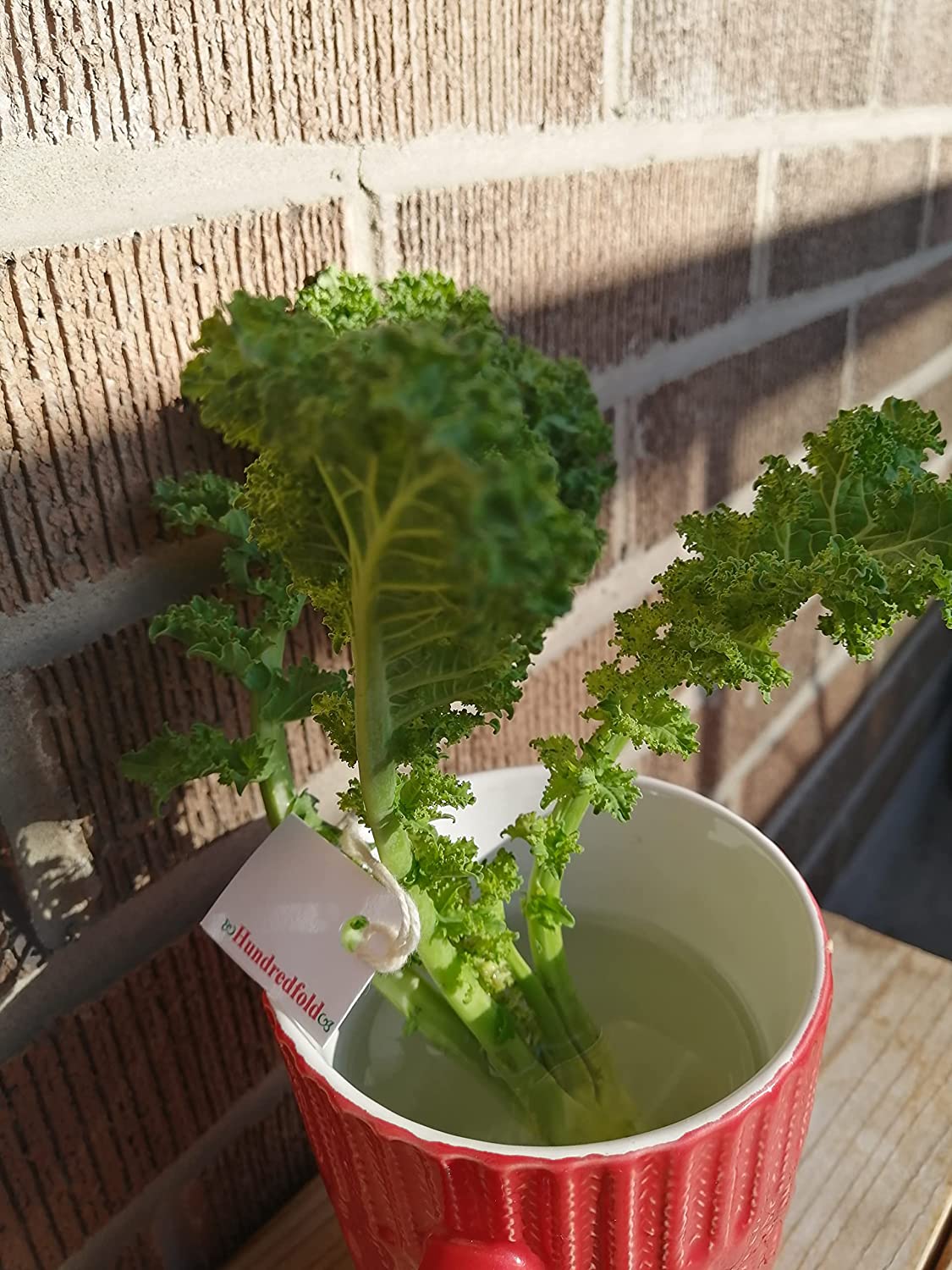 Hundredfold Vates Blue Scotch Curled Curly Kale 500 Vegetable Seeds - Brassica oleracea Non-GMO Cabbage Cold-Hardy Salad Greens
