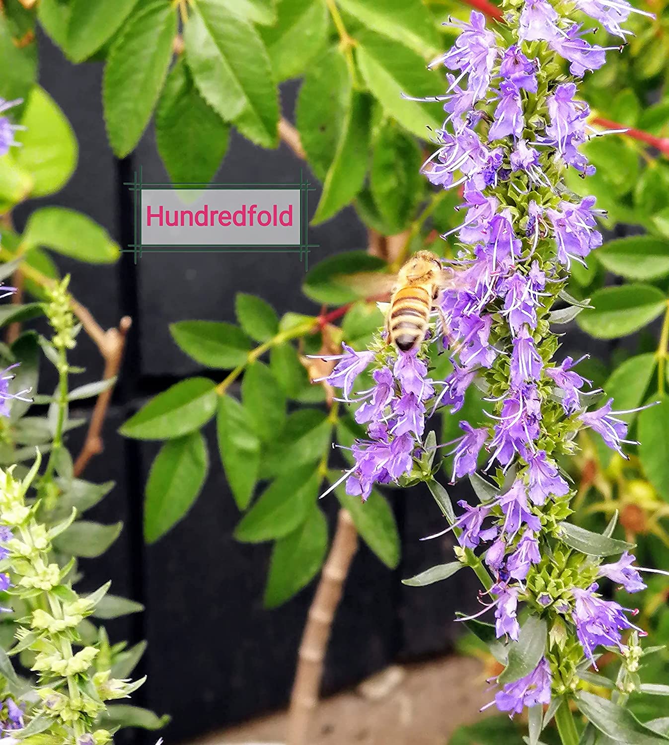Hysope au centuple 500 graines d'herbes - Hyssopus officinalis Plante aromatique médicinale et culinaire vivace non OGM à planter