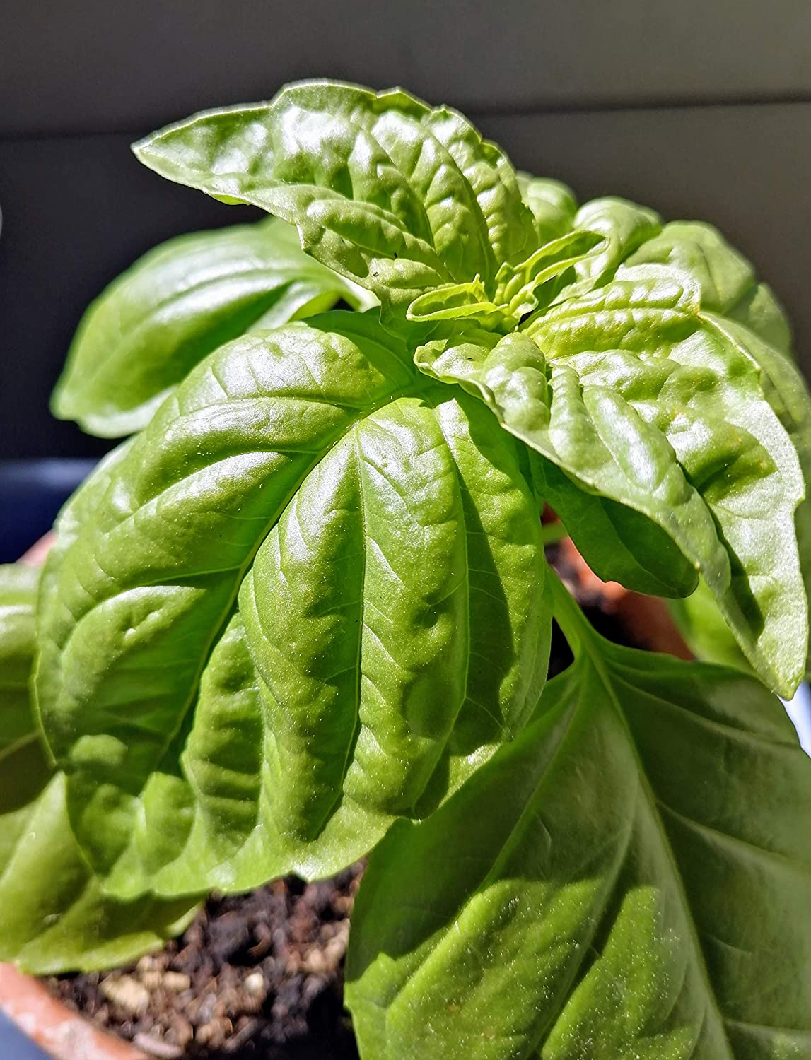 Hundredfold Genovese Basil 200 Herb Seeds - Ocimum basilicum Heirloom Non-GMO Perfumed Basil, Best for Pesto Pasta
