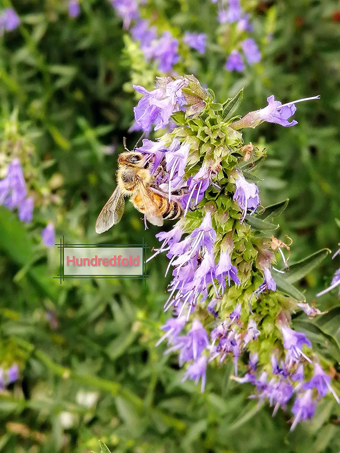 Hysope au centuple 500 graines d'herbes - Hyssopus officinalis Plante aromatique médicinale et culinaire vivace non OGM à planter