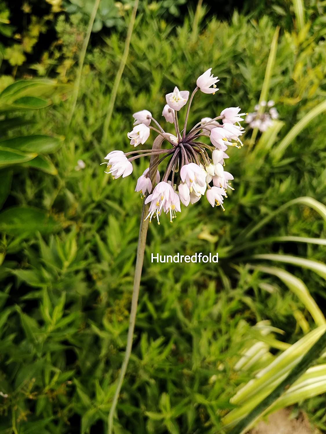 Nodding Wild Onion 100 Seeds - Allium cernuum Native Canada and USA Prairie Turf Forming Perennial Herb
