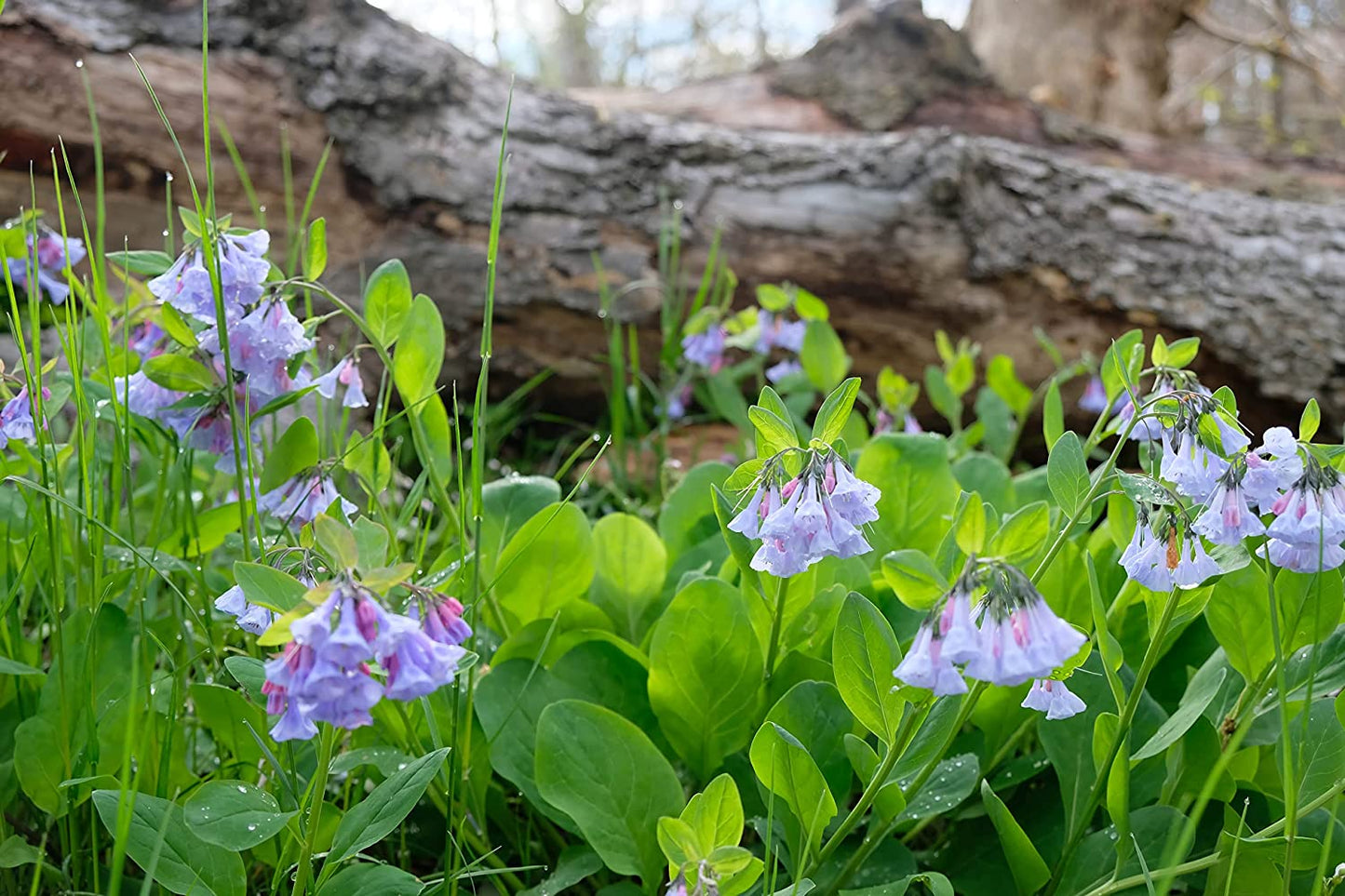 Hundredfold Virginia Bluebells 30 Seeds - Mertensia virginica Ontario Quebec Native Woodland Perennial Wildflower Wild Flower