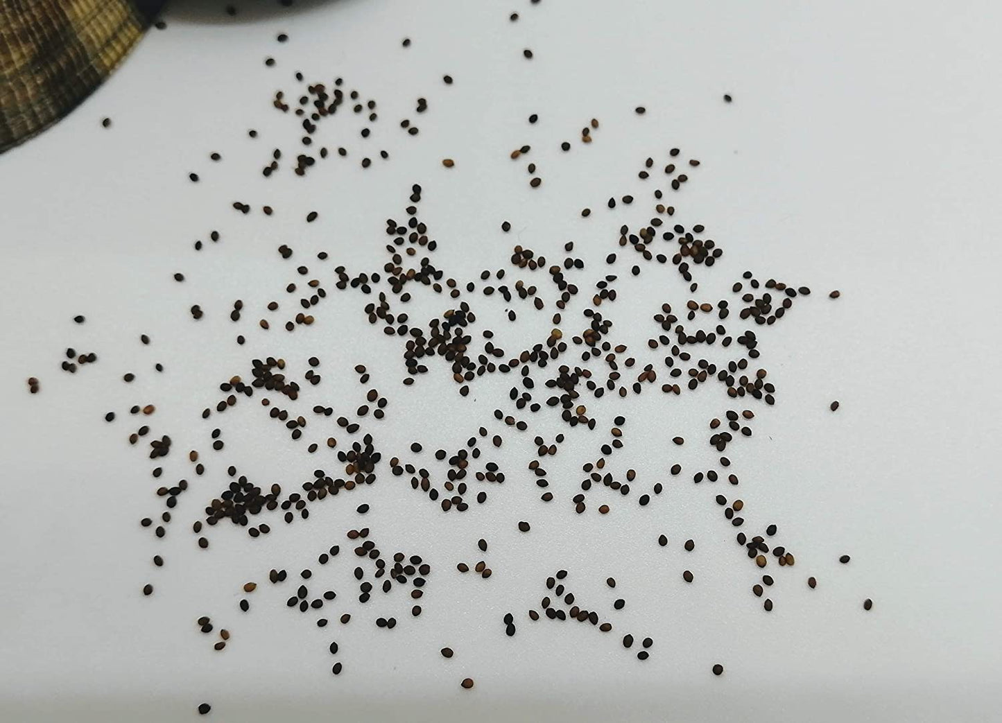 Marjolaine douce centuple 1000 graines - Origanum majorana Heirloom Herbe culinaire et épice sans OGM
