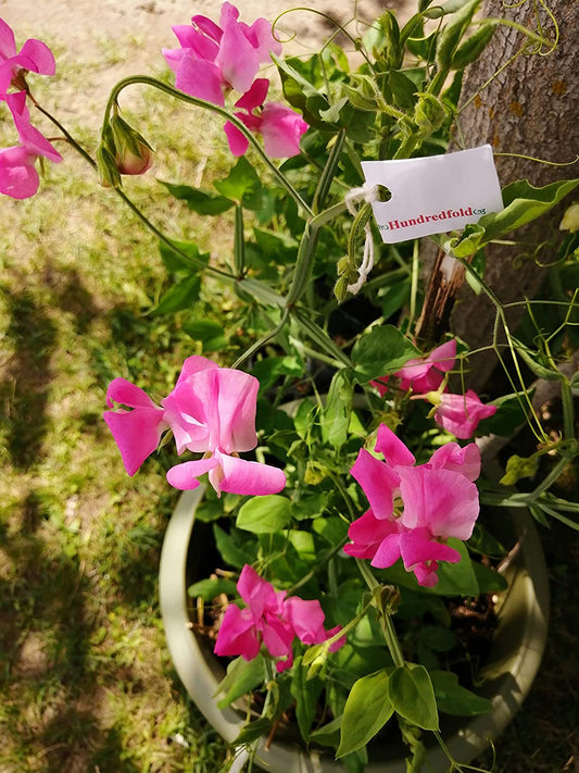 Hundredfold Mammoth Mix Sweet Pea 30 Flower Seeds - Lathyrus odoratus Fragrant Flower Mix of Red, White, Purple and Pink