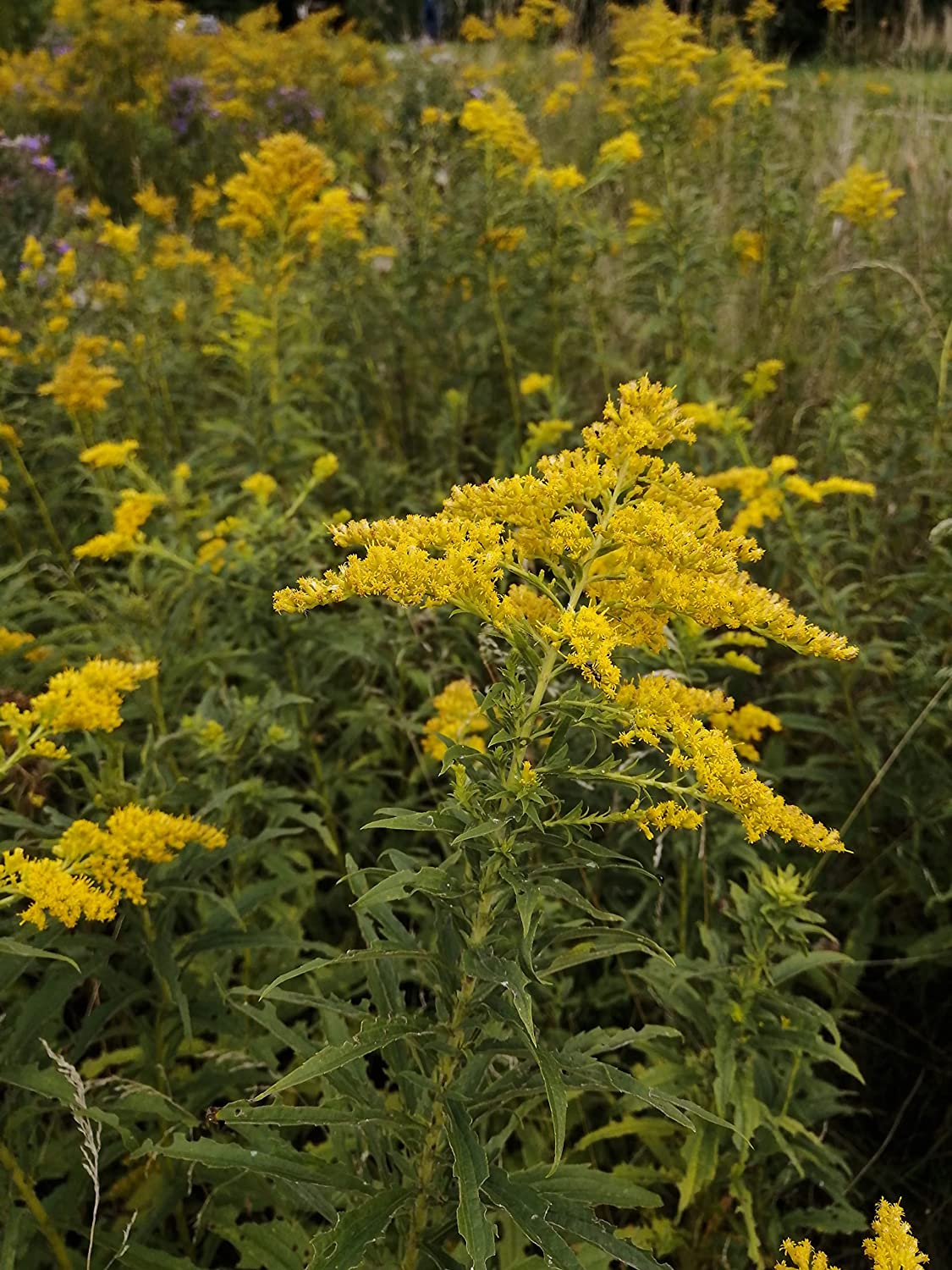 Verge d'or grise centuple, verge d'or des vieux champs 500 graines de fleurs - Solidago nemoralis Fleur sauvage indigène du Canada, verge d'or naine, attire les abeilles et les papillons