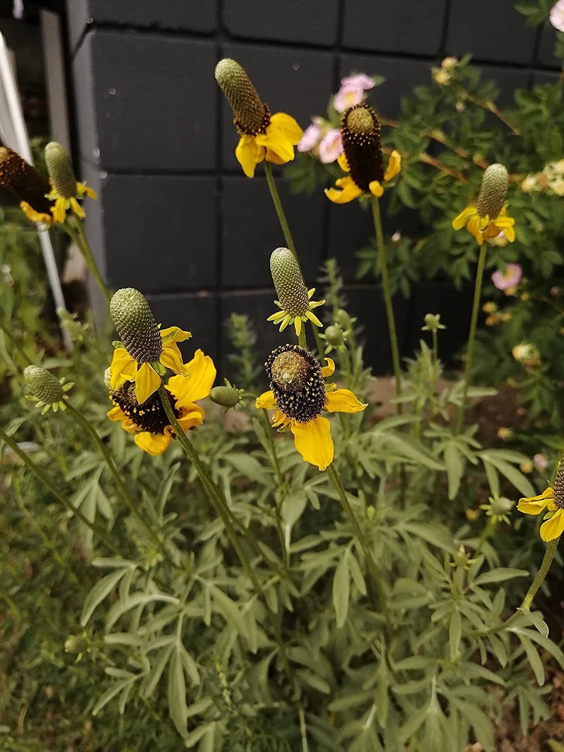 Échinacée jaune dressée 500 graines - Ratibida columnifera Fleur de cône à longue tête indigène des prairies des États-Unis et du Canada