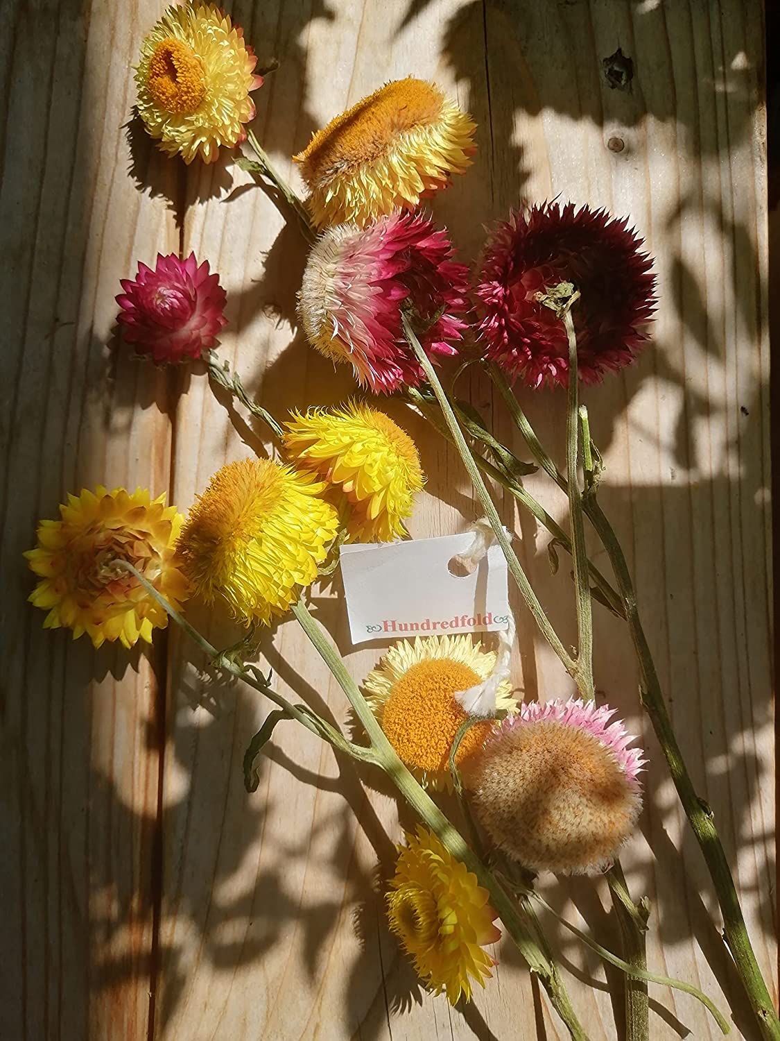 Mixed Straw Flower 500 Seeds - Xerochrysum bracteatum A Mix of Pink, Rose, Gold and White Color Strawflowers, Long-Lasting Bloom, Perfect for Cut Flower or Dried Flower