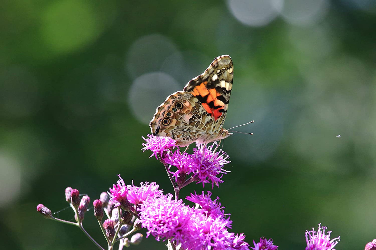 Hundredfold Common Ironweed 500 Flower Seeds - Vernonia fasciculata Perfect for Prairie or Meadow Garden