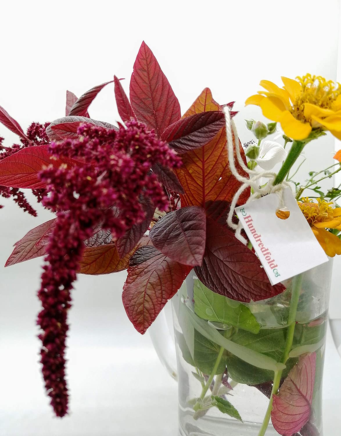 Organic Hopi Red Dye Amaranth 500 Native Seeds - Amaranthus cruentus Non-GMO for Vegetable, Flower and Grain