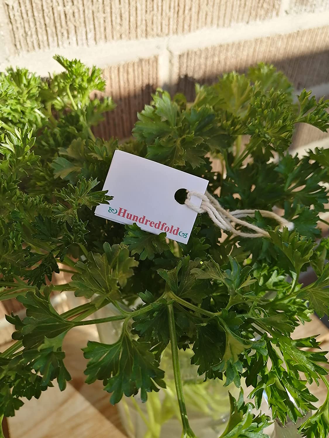 Hundredfold Forest Green Double Curl Parsley 1000 Herb Seeds - Petroselinum crispum Non-GMO Double-Curled Parsley