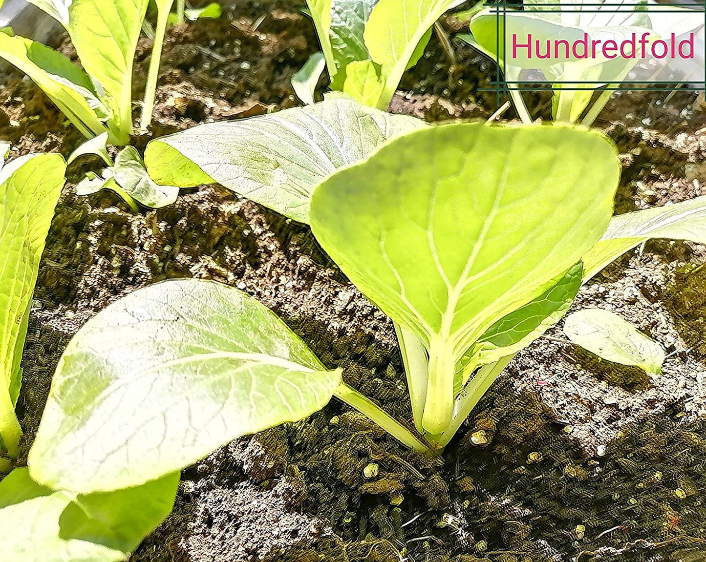 White Stem Pak Choi 500 Seeds - Brassica rapa Non-GMO Pac Choi, Bok Choy, Baicai Asian Greens, Fast-Growing Vegetable, Great for Babyleaf and Mircogreen in Salad Mixes