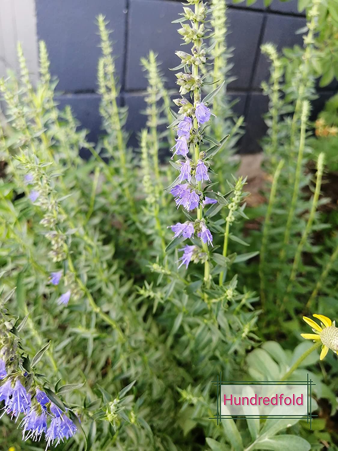 Hysope au centuple 500 graines d'herbes - Hyssopus officinalis Plante aromatique médicinale et culinaire vivace non OGM à planter
