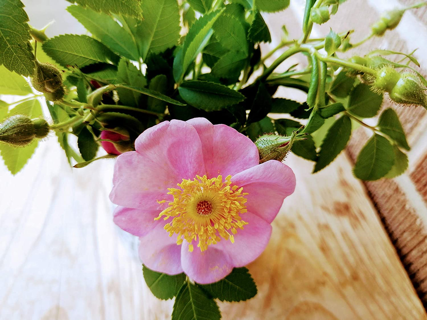 Rosier sauvage des marais rose 20 graines de fleurs - Rosa palustris, rosier des marais, originaire de l'Ontario, attire les oiseaux et les abeilles