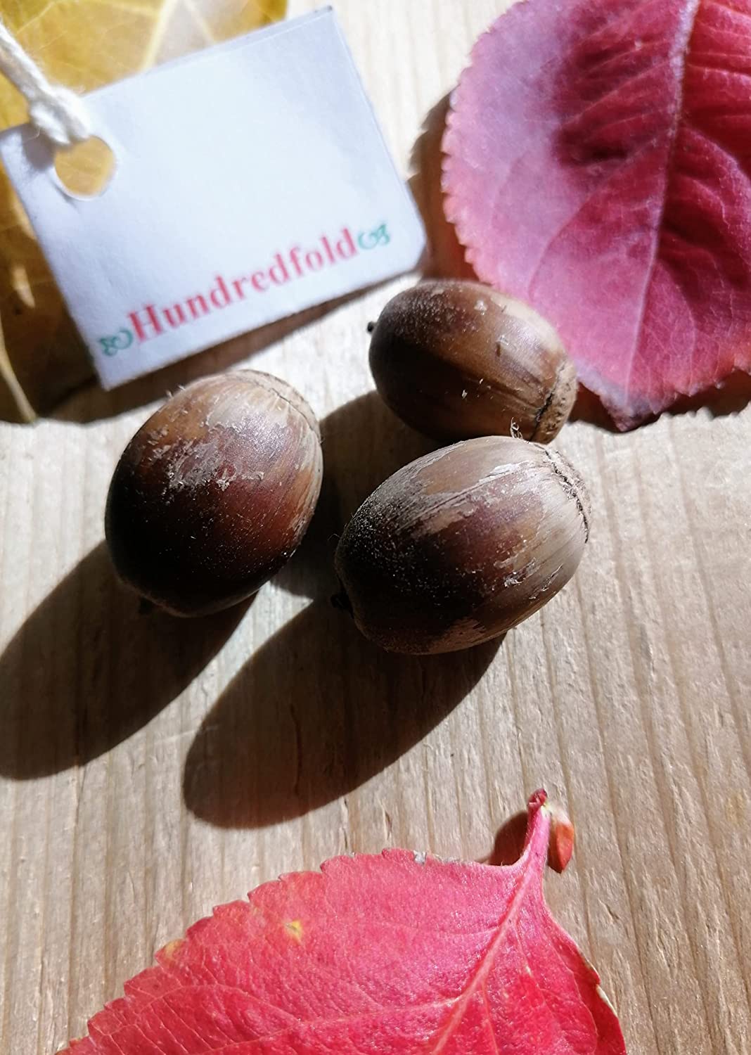 Chêne à gros fruits centenaire 3 graines de glands à noix - Quercus macrocarpa Originaire d'Amérique du Nord, Mossycup Mossy Cup Chêne blanc, Grand spécimen et arbre d'ombrage, Cultivé au Canada