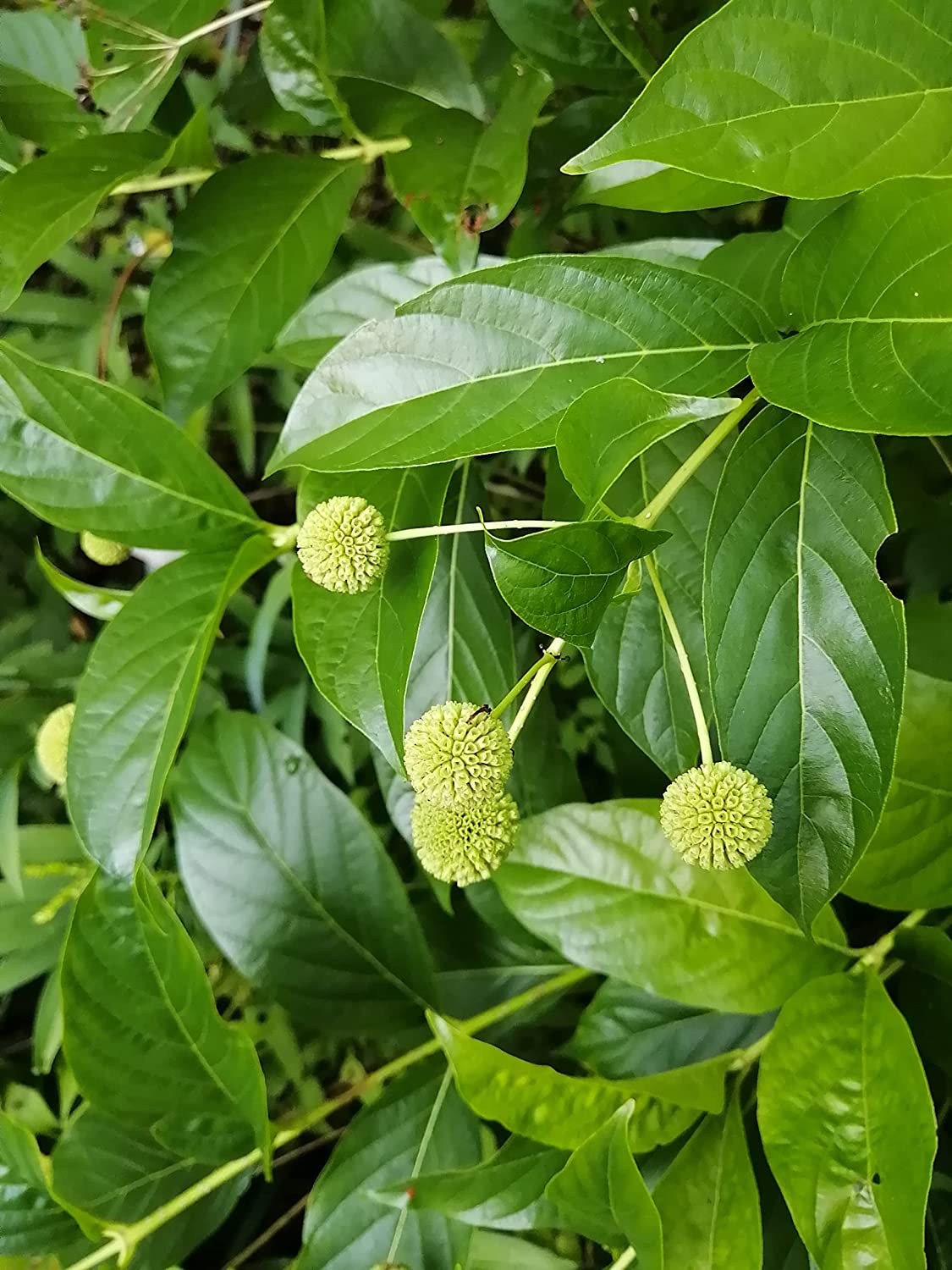 Hundredfold Button Bush Buttonbush 100 Seeds - Cephalanthus occidentalis Canada Native Bush, Spreading Shrub for Shade Garden, Rain Garden and Ponds