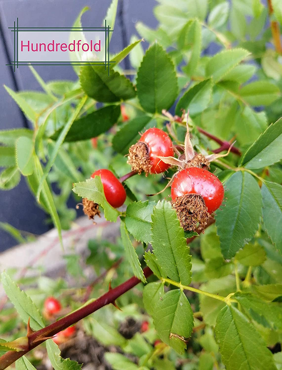 Bright red rose hips of Rosa palustris glowing in the sun, harvested from the same native rose bush in Southern Ontario.