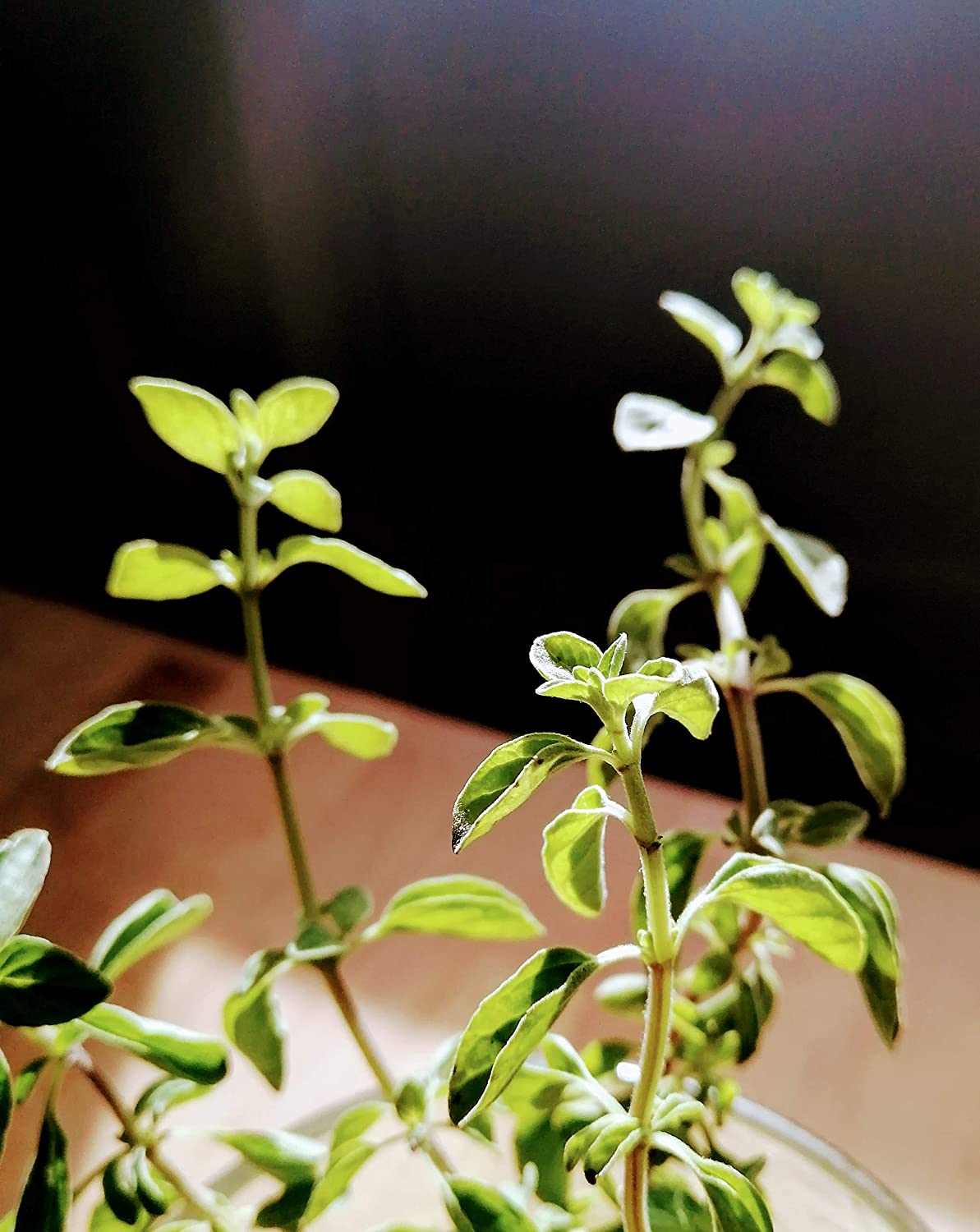 Origan Vulgare Centuple Heirloom 1000 Graines - Origanum vulgare, Herbe à Pizza Sans OGM, pour la Cuisine Italienne