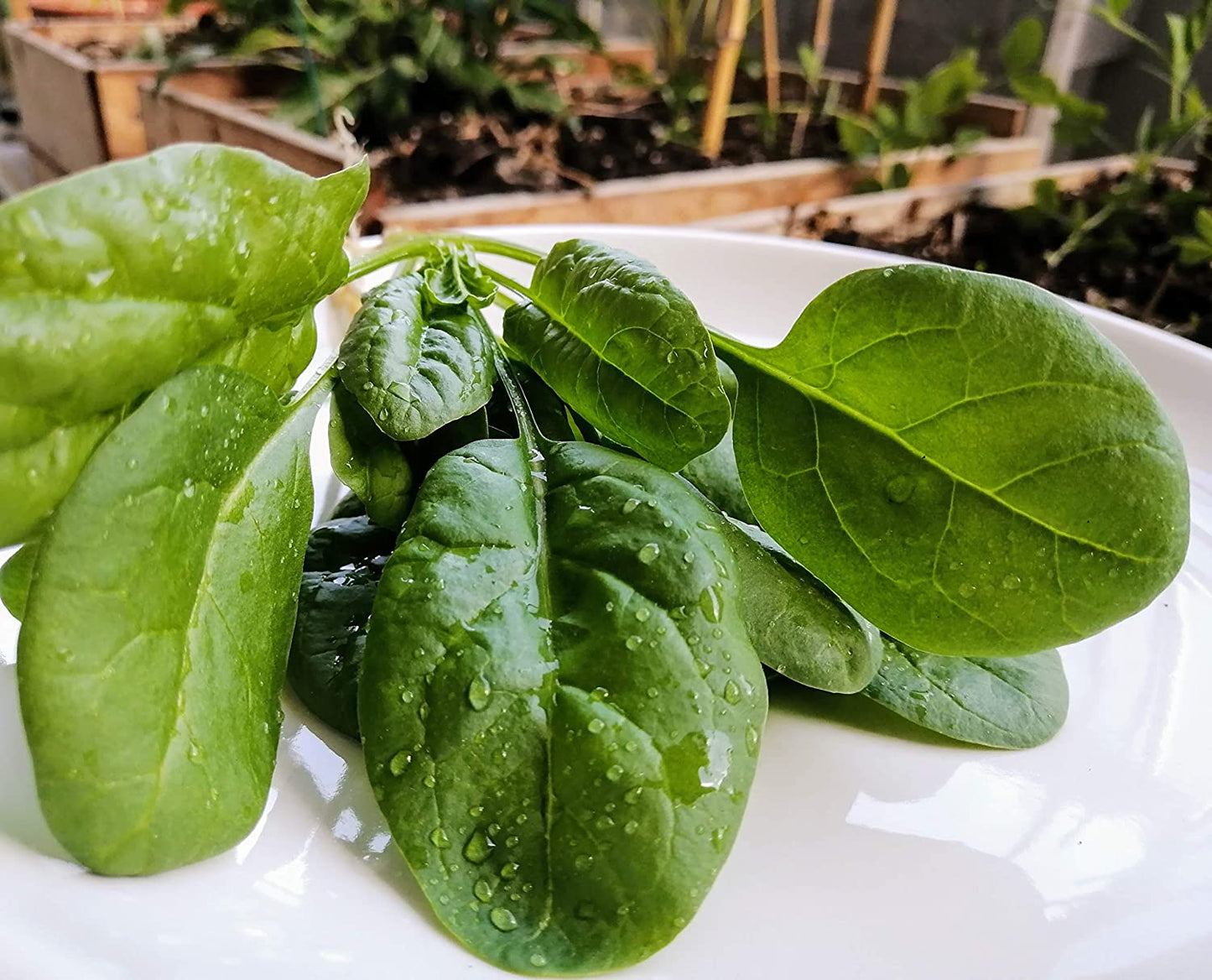Hundredfold Survival Garden Seed Pack of Turnip, Green Bean, Mustard, English Pea and Spinach, Total 30 Grams Vegetable Seeds - 5 Varieties All Non-GMO, Non-Hybrid, Save Your Own Seeds, Grow Your Own Food in the Ground or in Containers