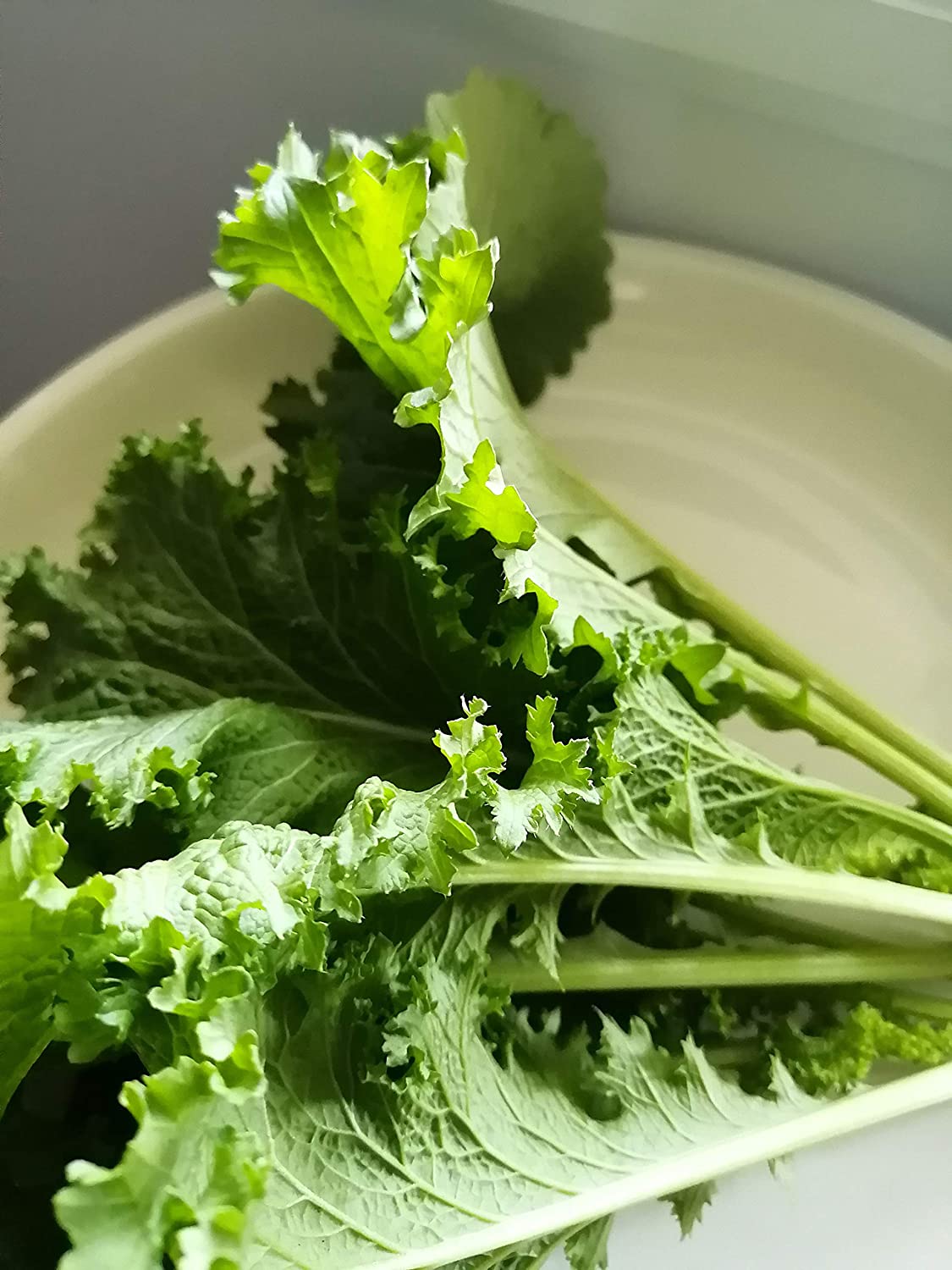 Hundredfold Green Wave Mustard Vegetable 1000 Seeds - Non-GMO Microgreens, Asian Greens or Salad