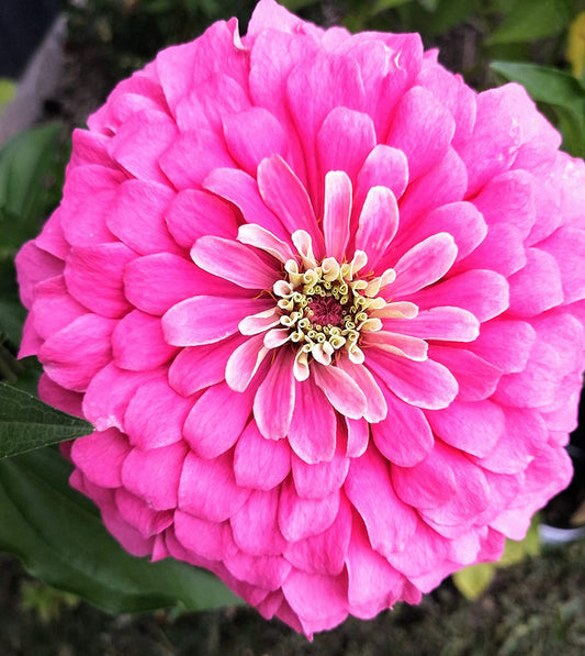 Hundredfold State Fair Mix Zinnia 100 Heirloom Seeds - Zinnia elegans Classic Cottage Garden Flower