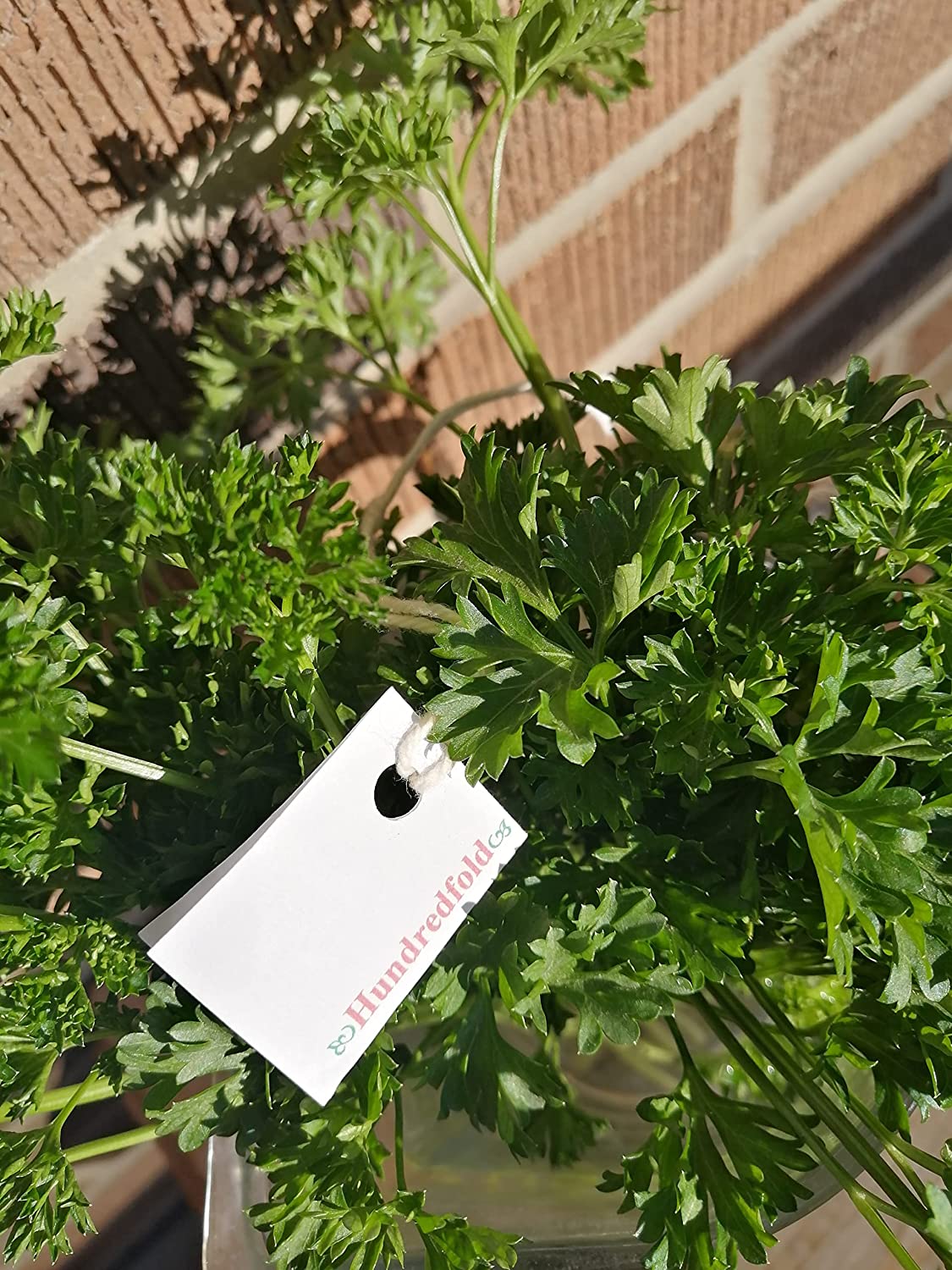 Hundredfold Forest Green Double Curl Parsley 1000 Herb Seeds - Petroselinum crispum Non-GMO Double-Curled Parsley