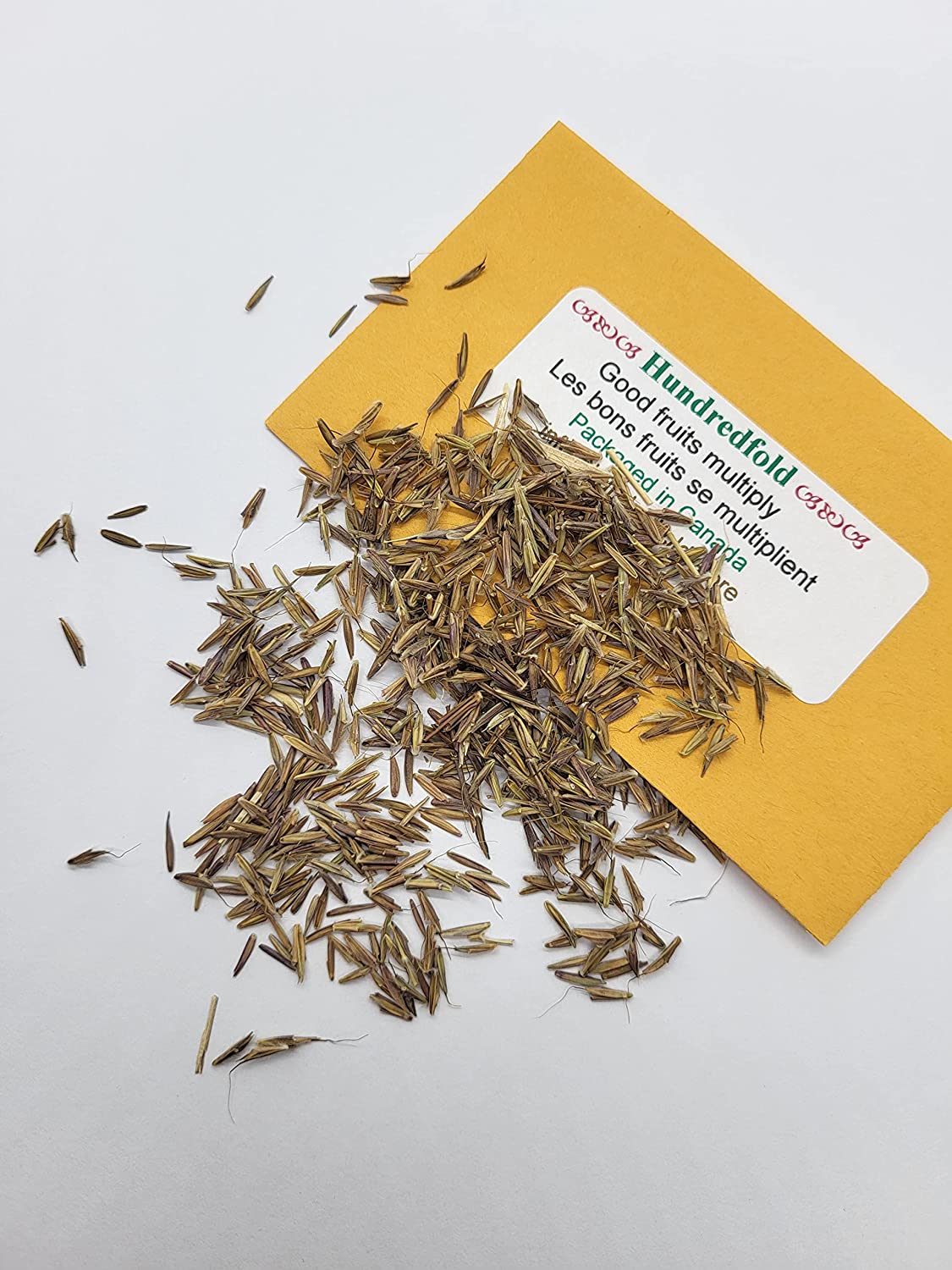 Hundredfold 500 Big Bluestem Grass Seeds - Andropogon gerardii Blue Stem Ornamental Bunch Grasses, Turkeyfoot, Attract Birds, Valued for Native Garden & Wildflower Meadow Big bluestem