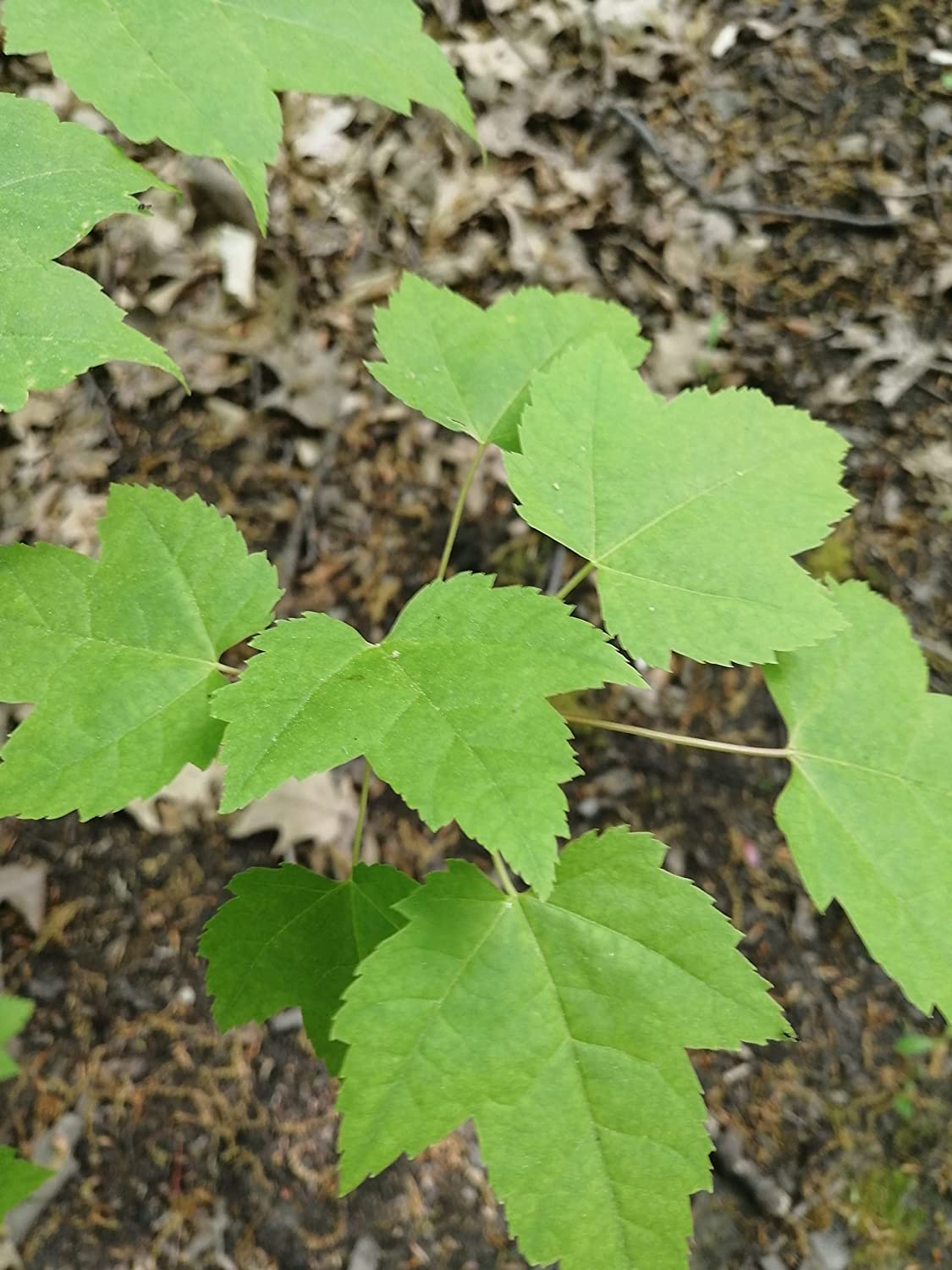 Graines d'érable rouge - Acer rubrum - Originaire du Canada et des États-Unis, érable écarlate, érable des marais, excellent pour le bonsaï et la régénération naturelle