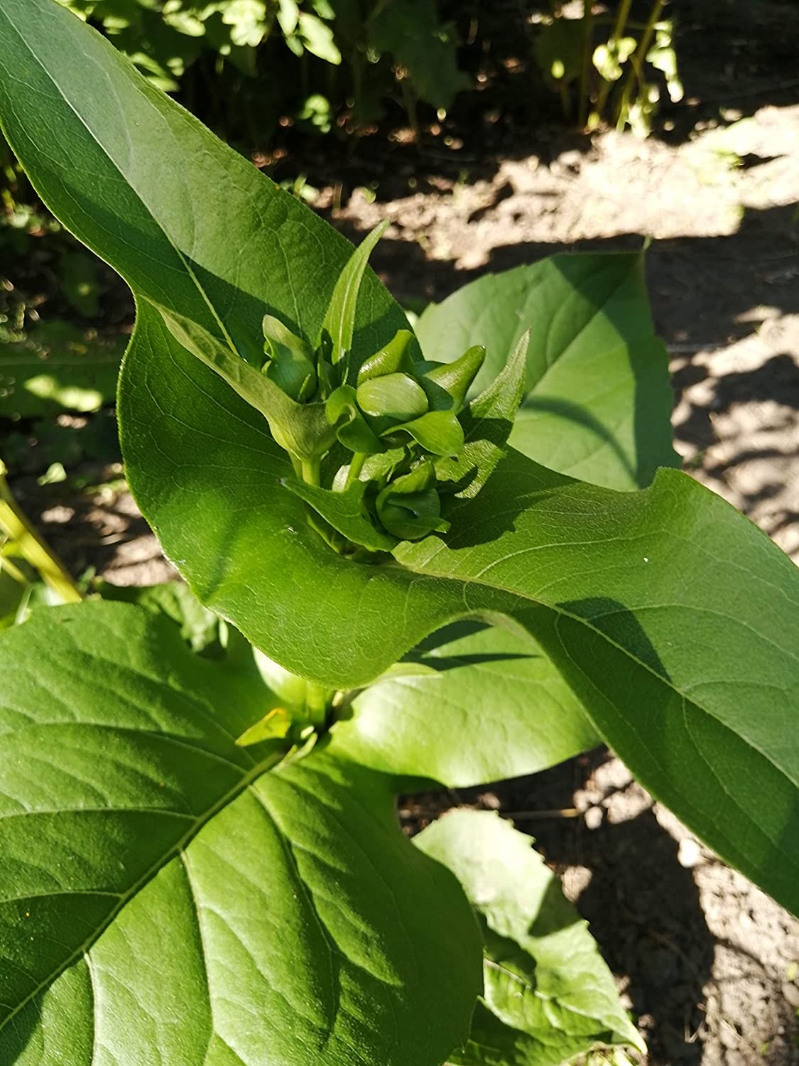 Plante à coupe centuple 50 graines - Silphium perfoliatum Fleur sauvage indigène de l'Ontario, parfaite pour les prairies indigènes ou les jardins pluviaux