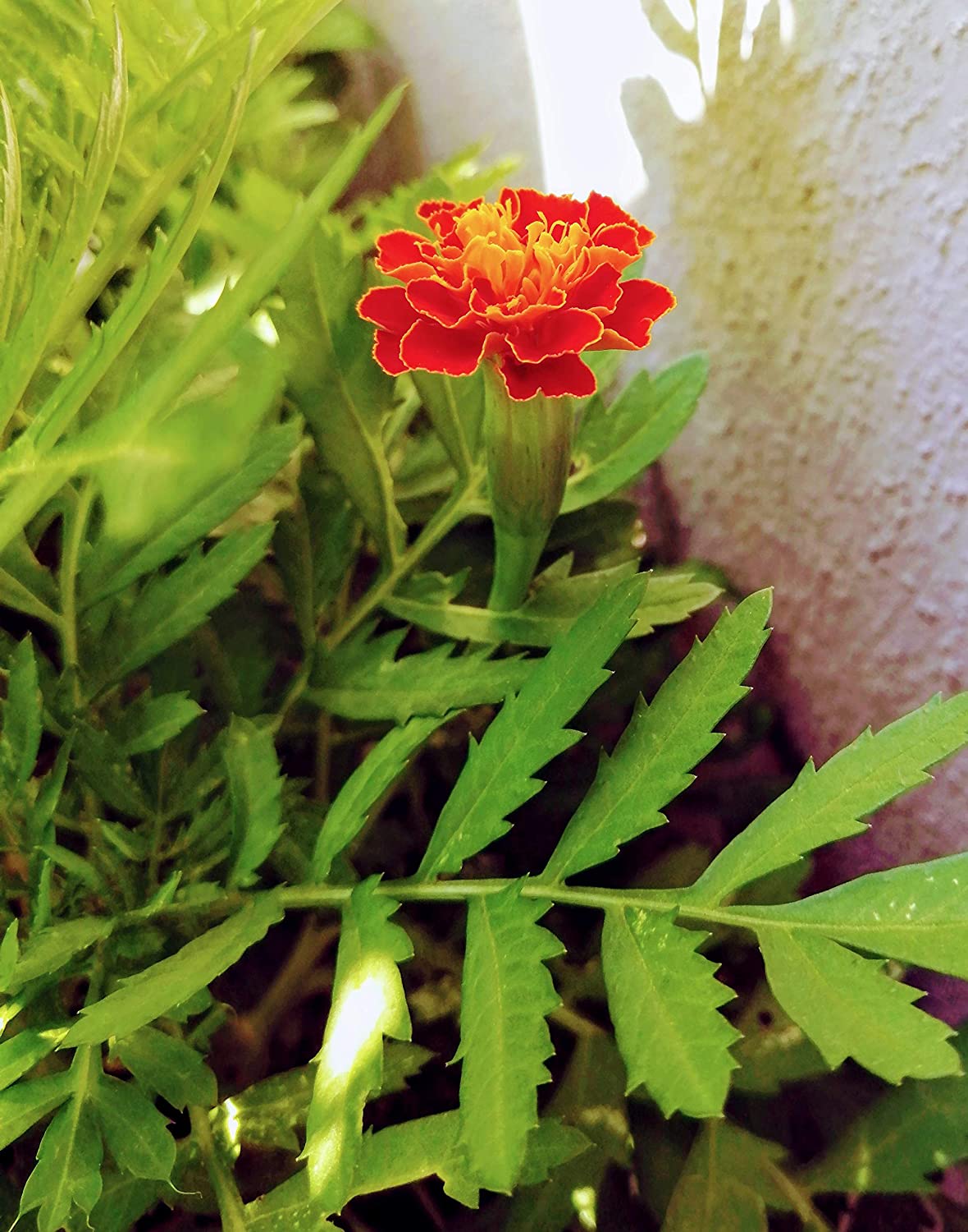 Mélange de brocart centuple 200 graines de souci français - Tagetes patula, comme excellente plante compagne pour le chou frisé, la tomate et le concombre