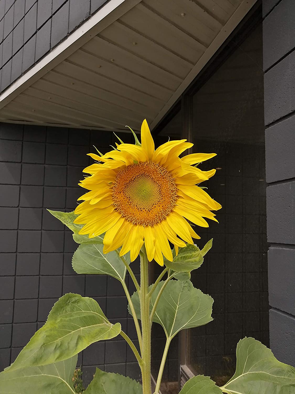 Tournesol géant à rayures grises Mammoth 20 graines d'héritage - Helianthus annuus Attirer les oiseaux chanteurs Oiseaux chanteurs et abeilles Abeilles