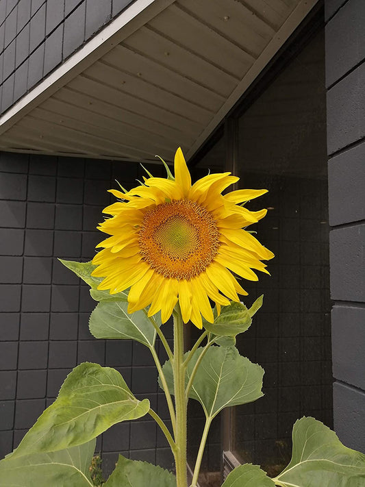 Mammoth Grey Stripe Giant Sunflower 20 Heirloom Seeds - Helianthus annuus Attract Songbirds Song Birds and Honeybees Bees