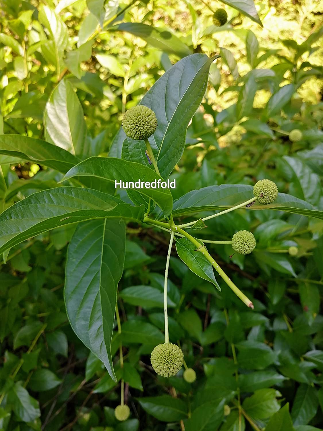 Hundredfold Button Bush Buttonbush 100 Seeds - Cephalanthus occidentalis Canada Native Bush, Spreading Shrub for Shade Garden, Rain Garden and Ponds