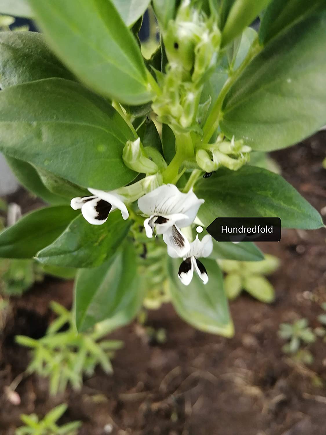 Hundredfold Windsor Fava Broad Bean 30 Vegetable Seeds - Vicia faba Non-GMO Heirloom Horse Bean, Rich in Protein & Fiber