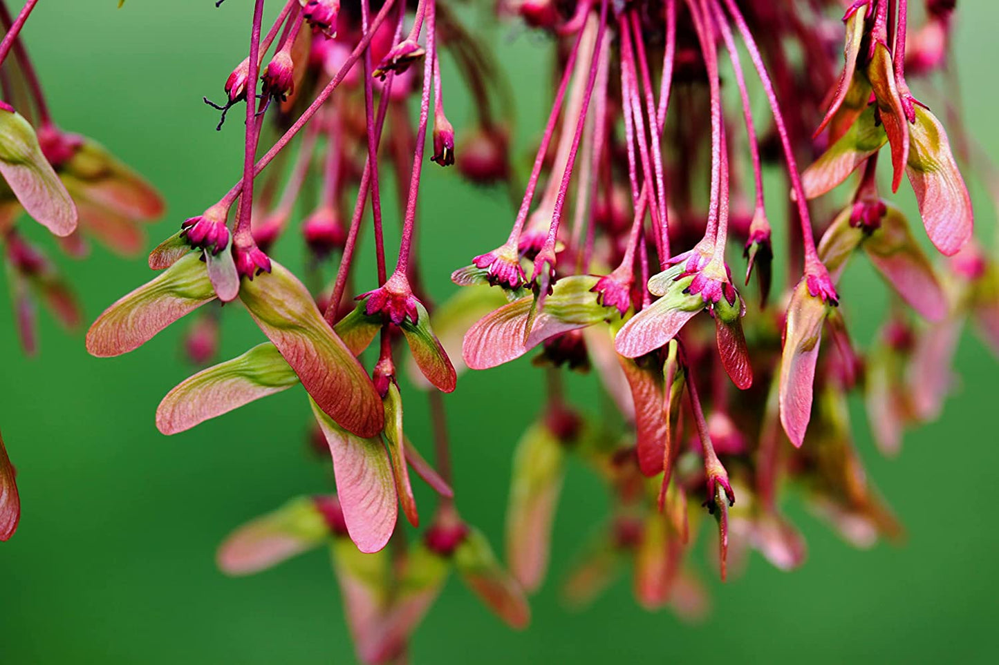 Graines d'érable rouge - Acer rubrum - Originaire du Canada et des États-Unis, érable écarlate, érable des marais, excellent pour le bonsaï et la régénération naturelle