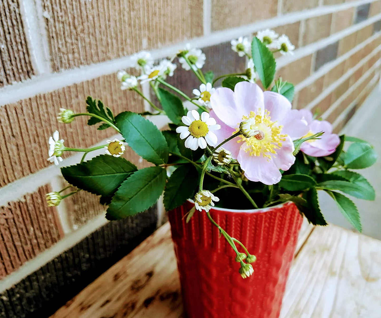 Rosier sauvage des marais rose 20 graines de fleurs - Rosa palustris, rosier des marais, originaire de l'Ontario, attire les oiseaux et les abeilles