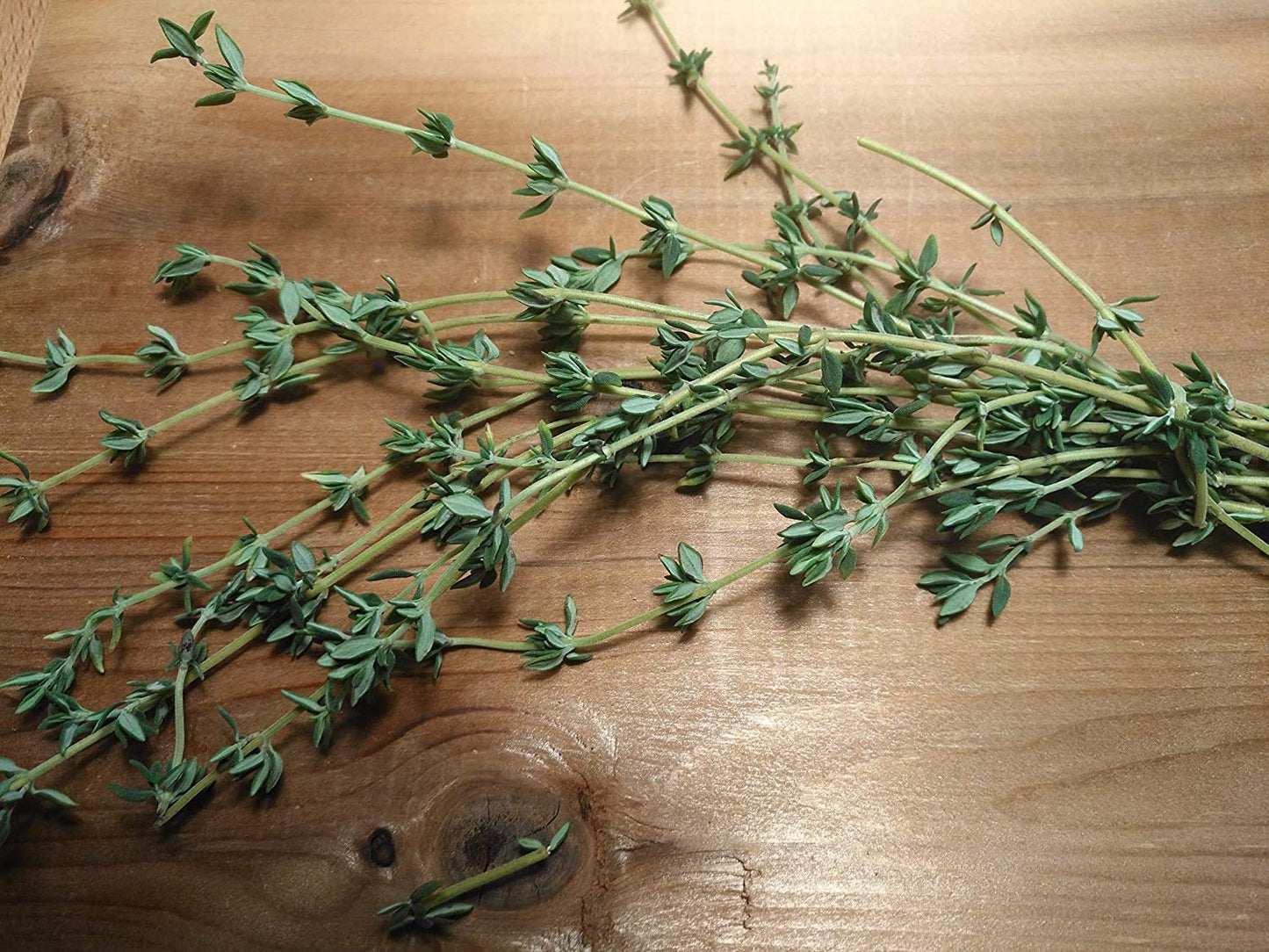 Thym allemand centuple 1000 graines d'herbes aromatiques - Thym commun, Thymus vulgaris, sans OGM pour conteneur de jardin et de terrasse
