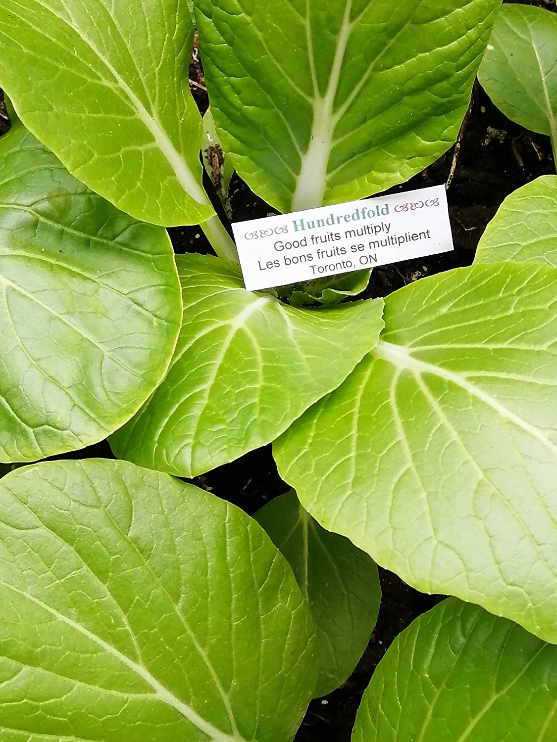 White Stem Pak Choi 500 Seeds - Brassica rapa Non-GMO Pac Choi, Bok Choy, Baicai Asian Greens, Fast-Growing Vegetable, Great for Babyleaf and Mircogreen in Salad Mixes