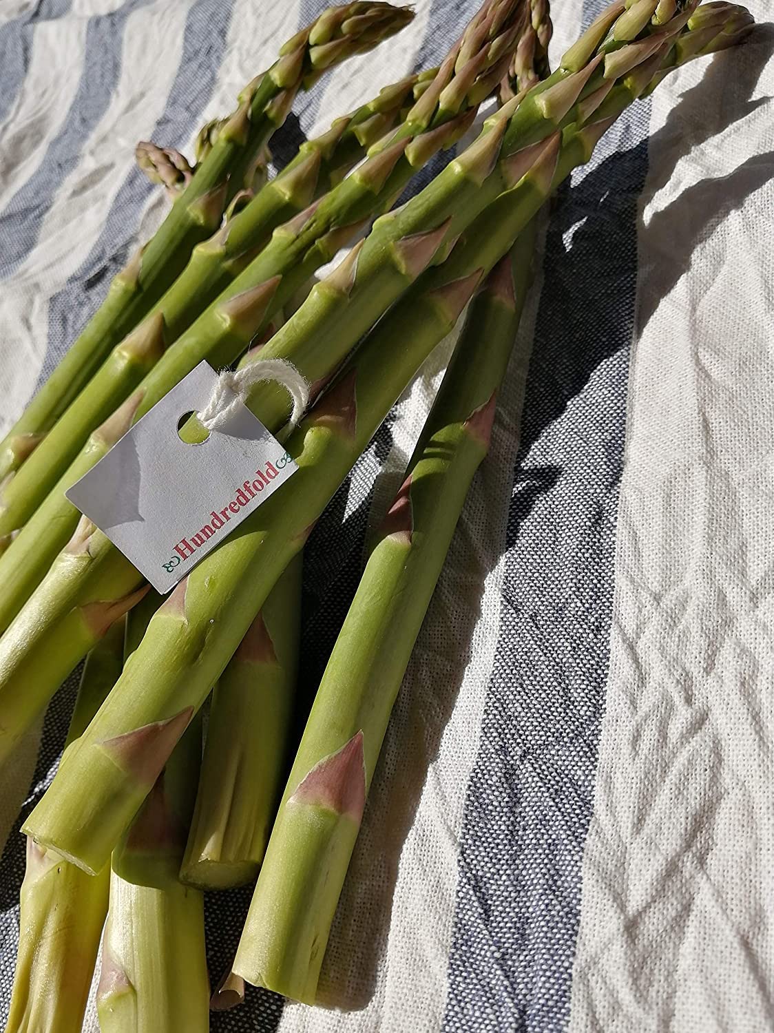 Cent fois 100 graines d'asperges Mary Washington - Asparagus officinalis Sans OGM, cultivez vos propres légumes maison, emballés et expédiés au Canada