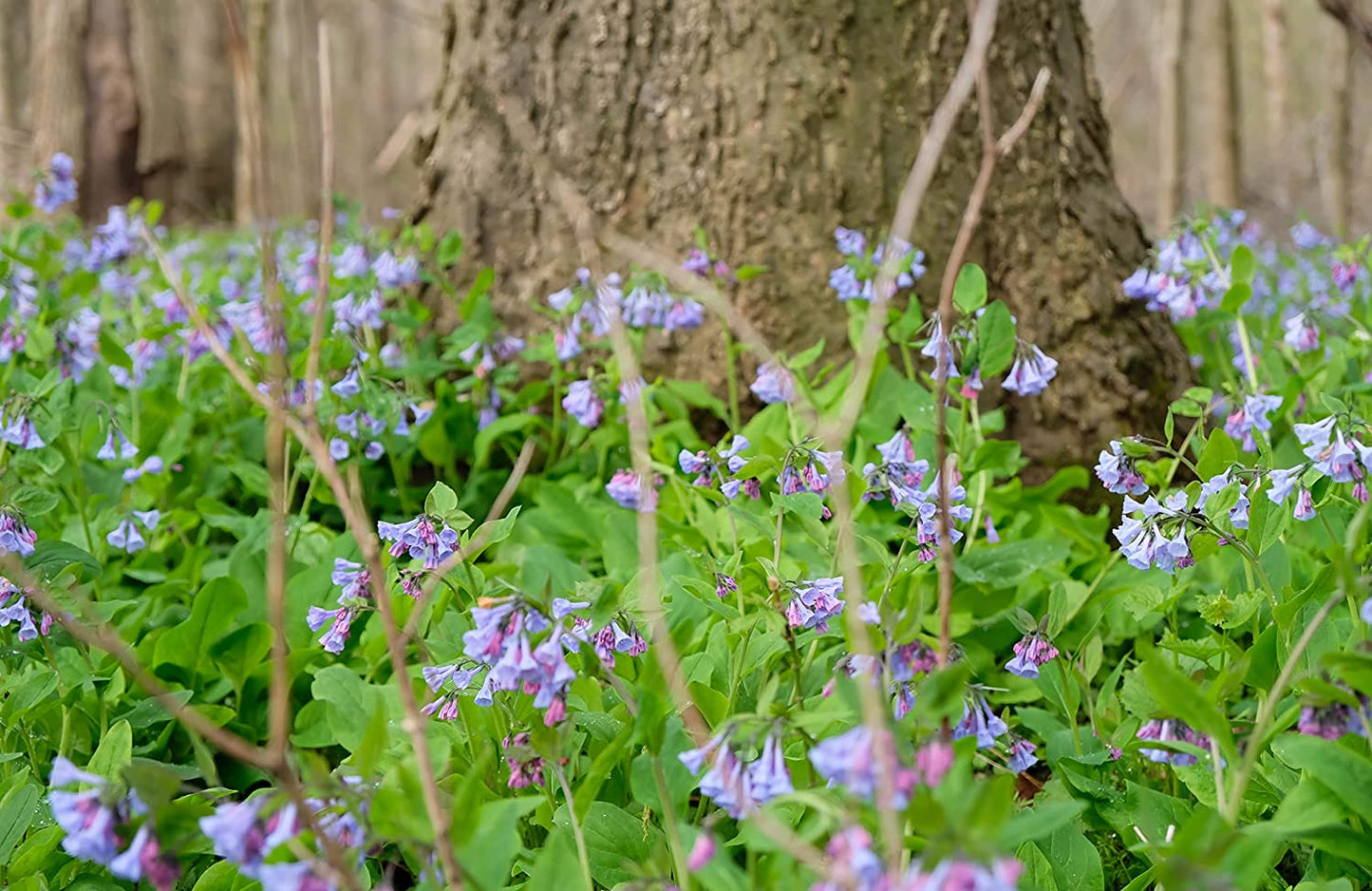 Hundredfold Virginia Bluebells 30 Seeds - Mertensia virginica Ontario Quebec Native Woodland Perennial Wildflower Wild Flower