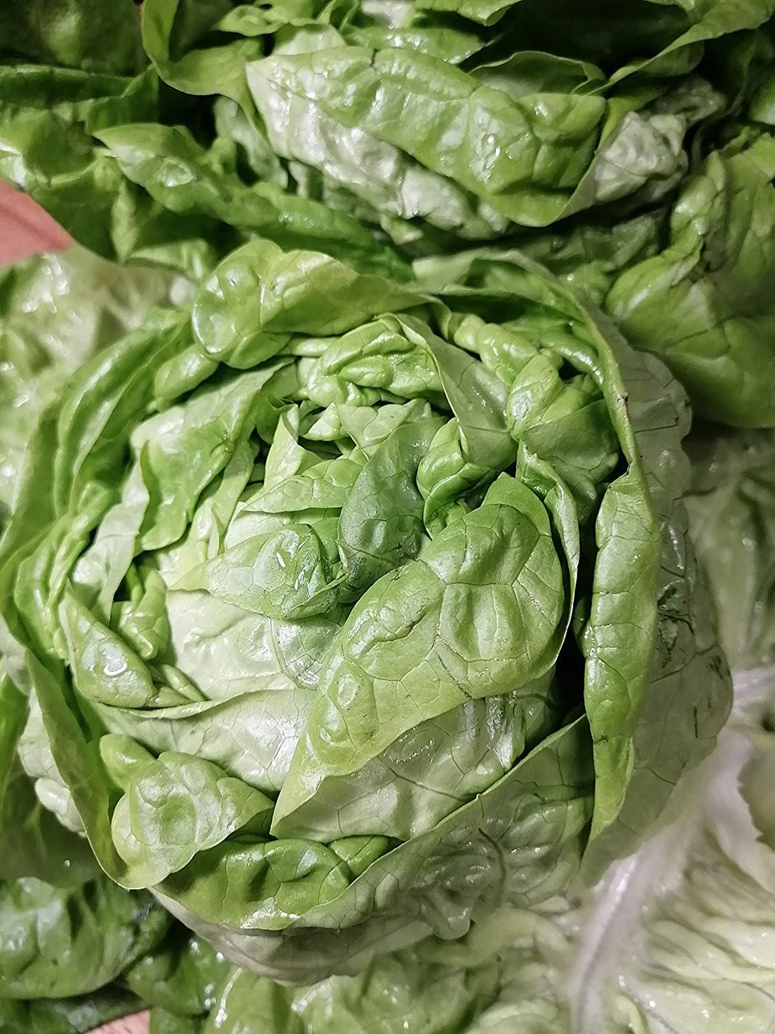 Laitue Big Boston biologique Hundredfold Nancy 500 graines de légumes - Lactuca Sativa Butter Head, sans OGM