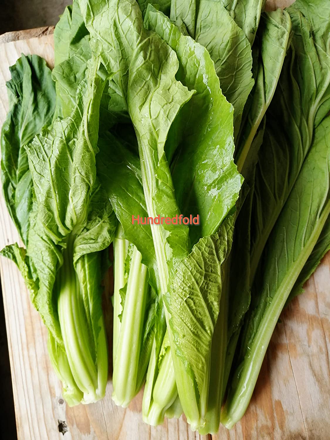 Graines de moutarde à feuilles larges de Floride au centuple 500 graines de légumes - Brassica juncea Salades vertes sans OGM