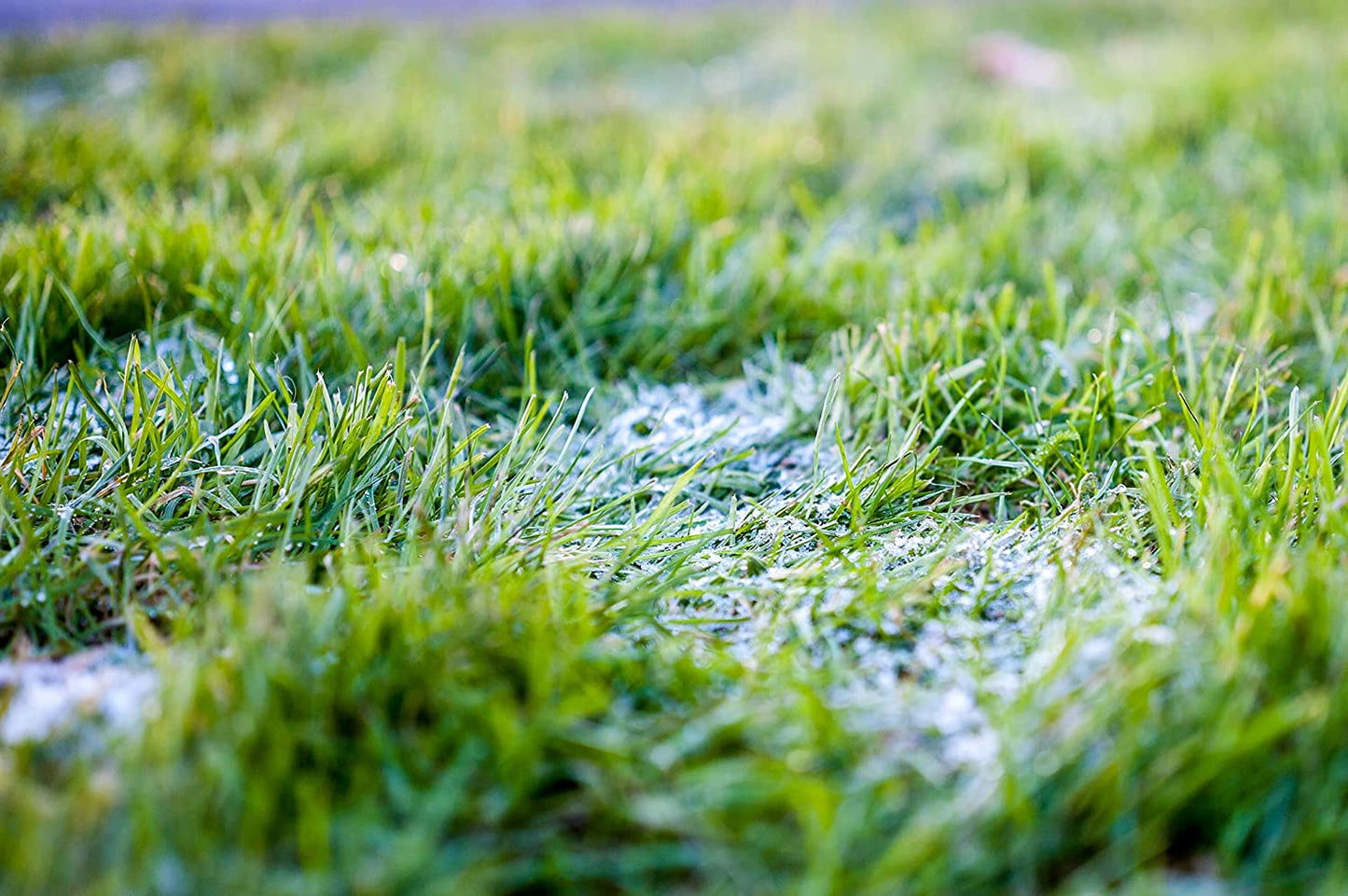 Graines de fétuque rouge rampante centuple 50 grammes - Festuca rubra Graines de gazon fraîches canadiennes sans OGM pour pelouse et jardin, gazon de saison fraîche nécessitant peu d'entretien, couvre 25 pieds carrés