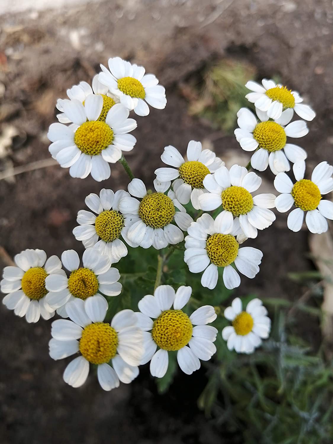 Grande camomille biologique au centuple 100 graines - Chrysanthème Tanacetum parthenium, herbe médicinale traditionnelle, fleurs ressemblant à des marguerites