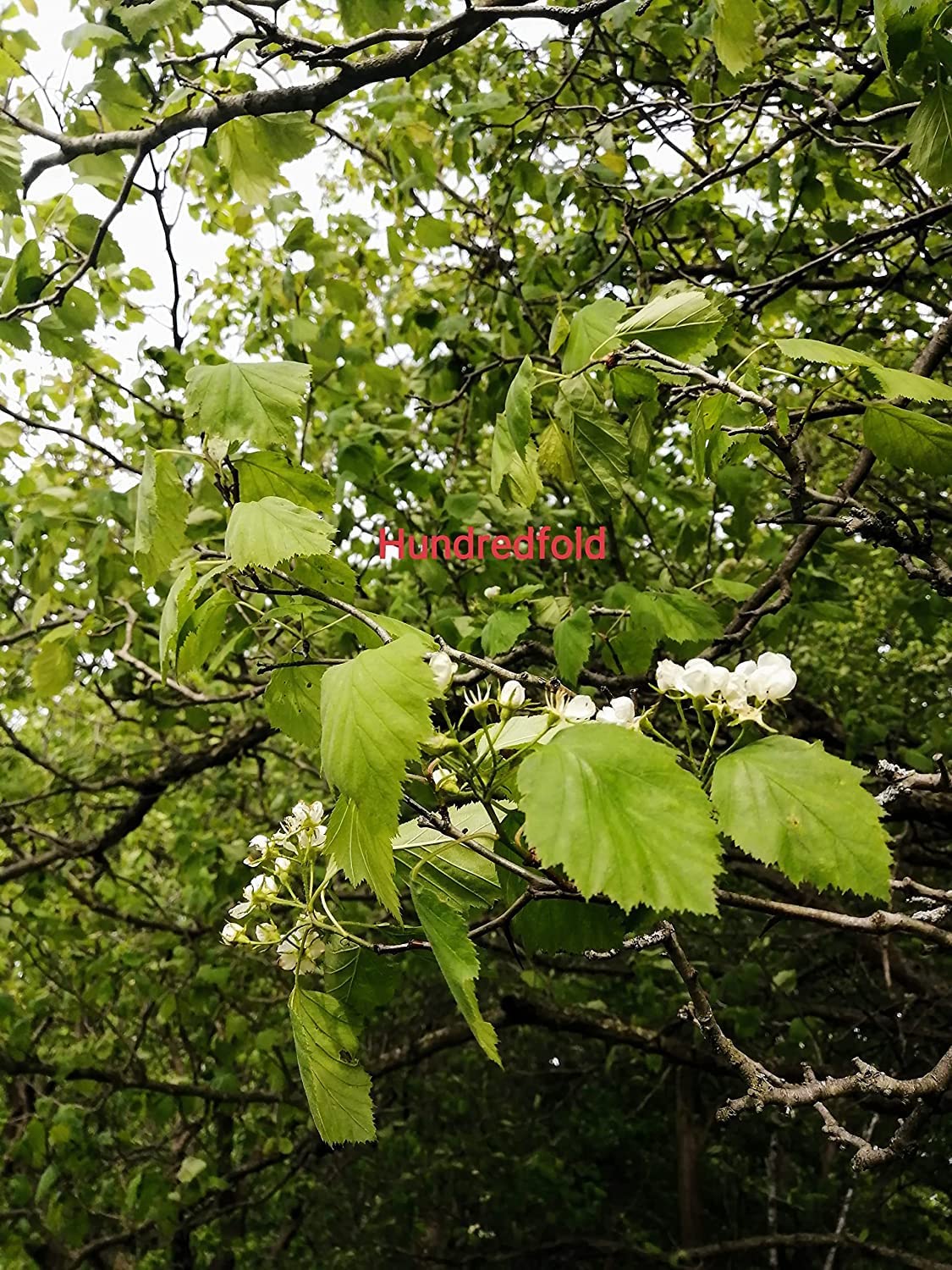 Aubépine centuple 20 graines – Crataegus mollis Red Haw Thorn Petit arbre fruitier indigène du Canada, parfait pour l'observation des oiseaux dans la cour et les haies